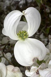 cornus florida thumbnail graphic